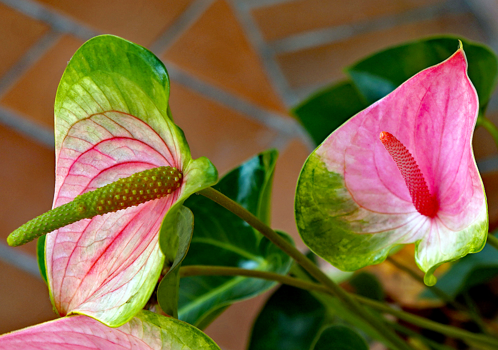 Pink and green Anthurium andraeanum flowers
