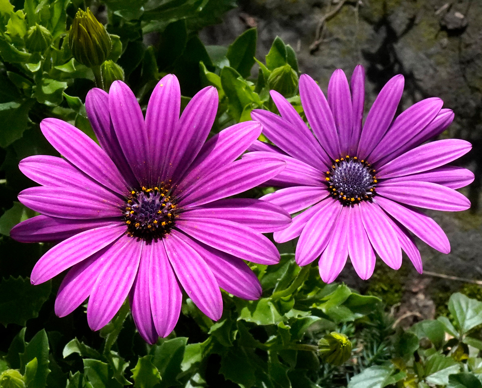 Two Purple Dimorphotheca ecklonis Flowers Two vibrant purple Dimorphotheca ecklonis flowers blooming side by side, surrounded by lush green foliage