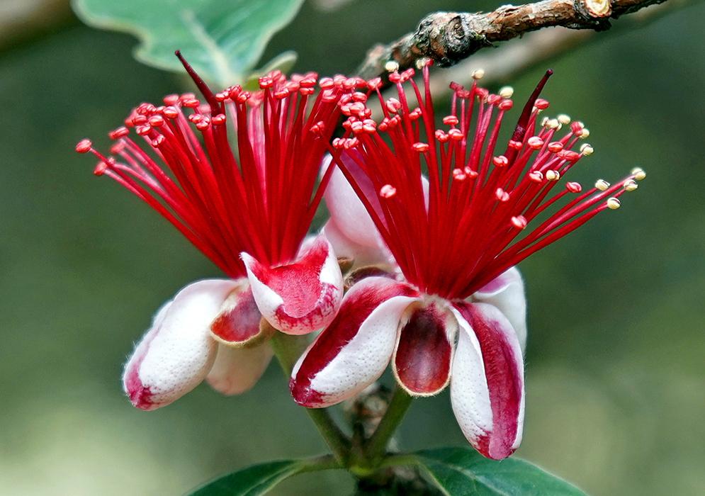 Two Acca sellowiana flowers with red and white petal and red filaments with cream-colored anthers