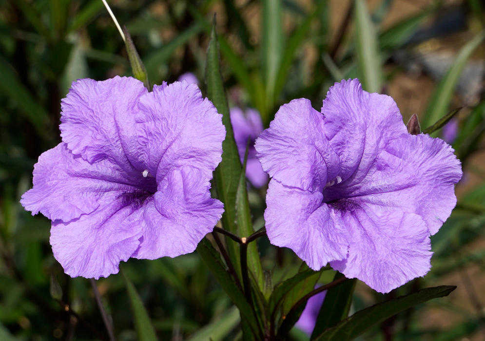Purple Ruellia simplex Flowers Two violet ruellia simplex flowers with crinkled petals blooming side by side on slender green stems