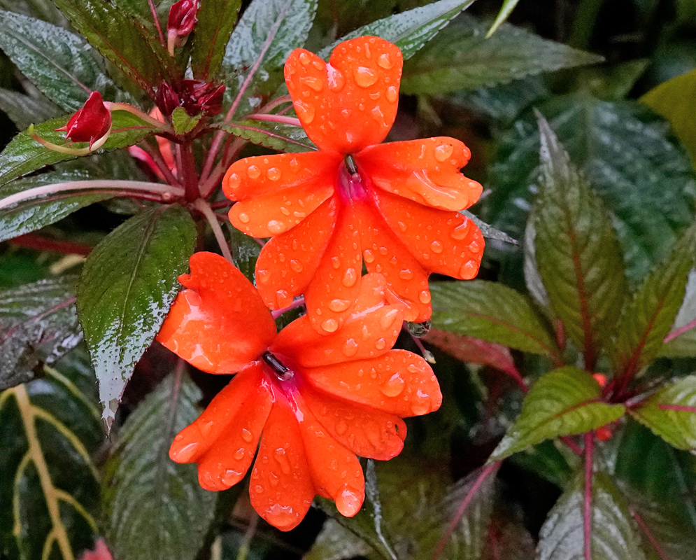 Two Orange Impatiens hawkeri Flowers Two bright orange Impatiens hawkeri flowers covered in water droplets, surrounded by glossy reddish-green leaves