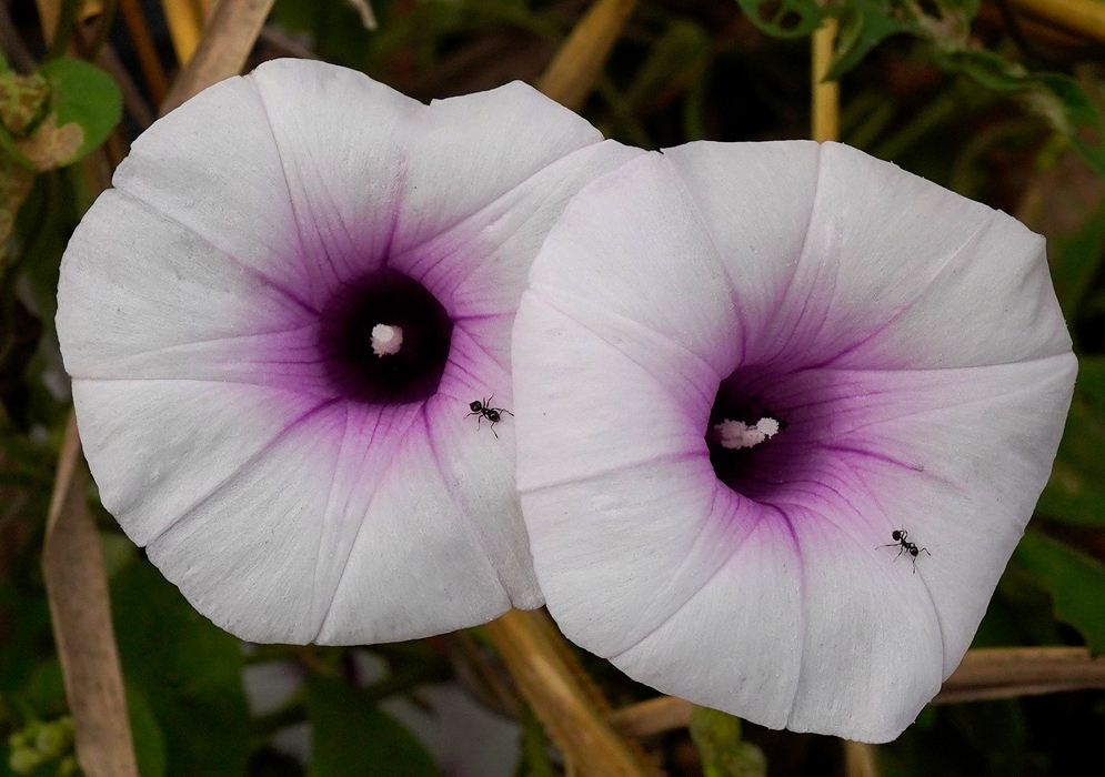 Two blooming Ipomoea batatas flowers with pale petals and intense magenta centers, each visited by a small black ant