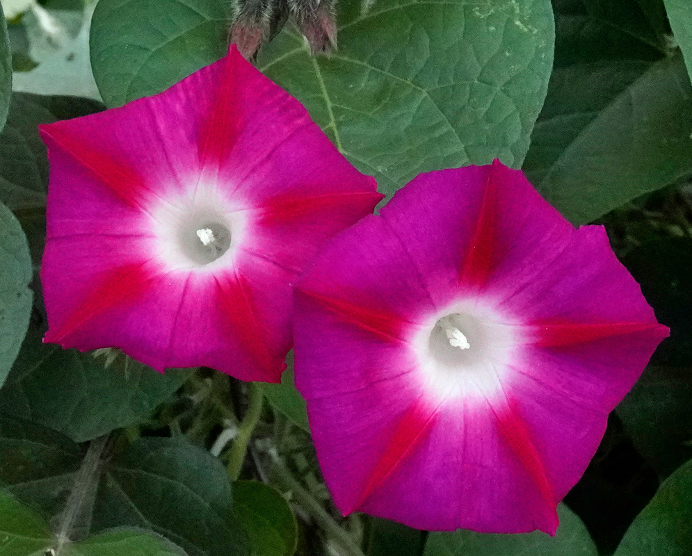 Two Magenta Flowers of Ipomoea purpurea Two magenta Ipomoea purpurea flowers side by side, each with bright red star-shaped markings and a glowing white throat, backed by deep green leaves