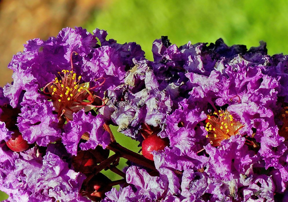 Two purple Lagerstroemia indica flower with yellow stamens