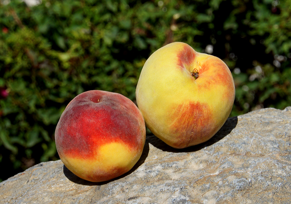 Two yellow and red peaches in sunlight on top of a rock