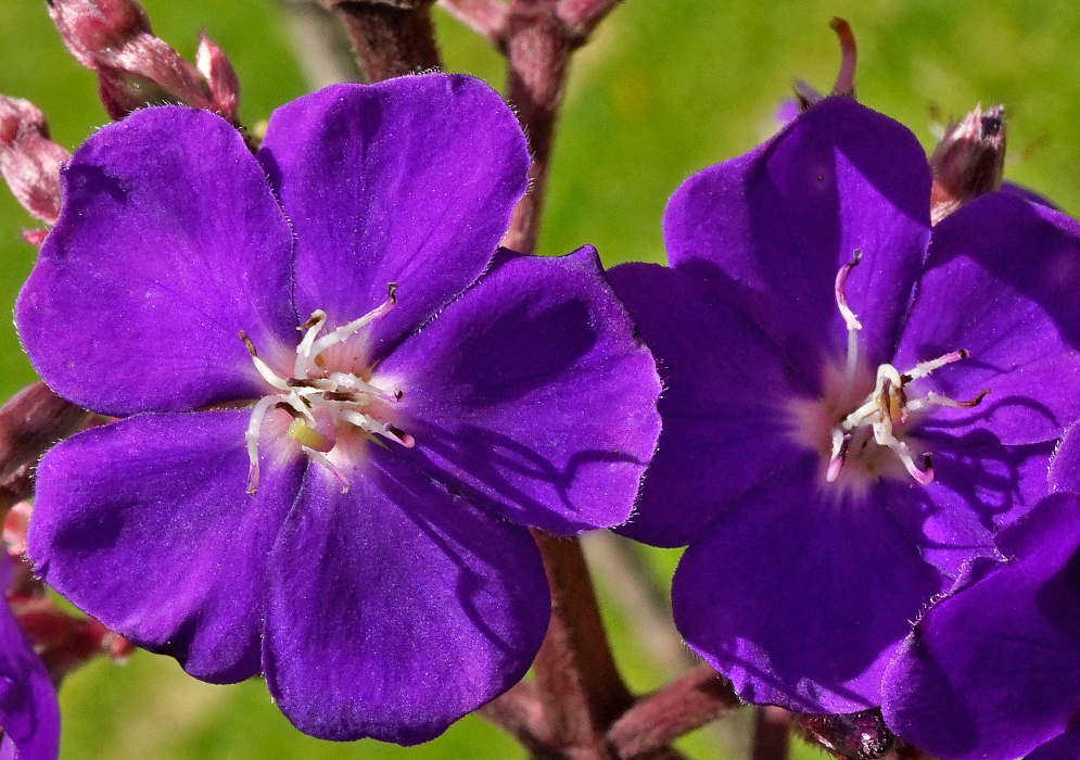 Pleroma heteromalla Flower Pair Close-up of two fully open Pleroma heteromalla flowers with velvety deep purple petals and white stamens under direct sunlight