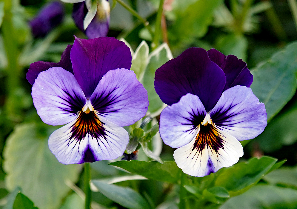 Two purple Viola tricolor flowers in sunlight