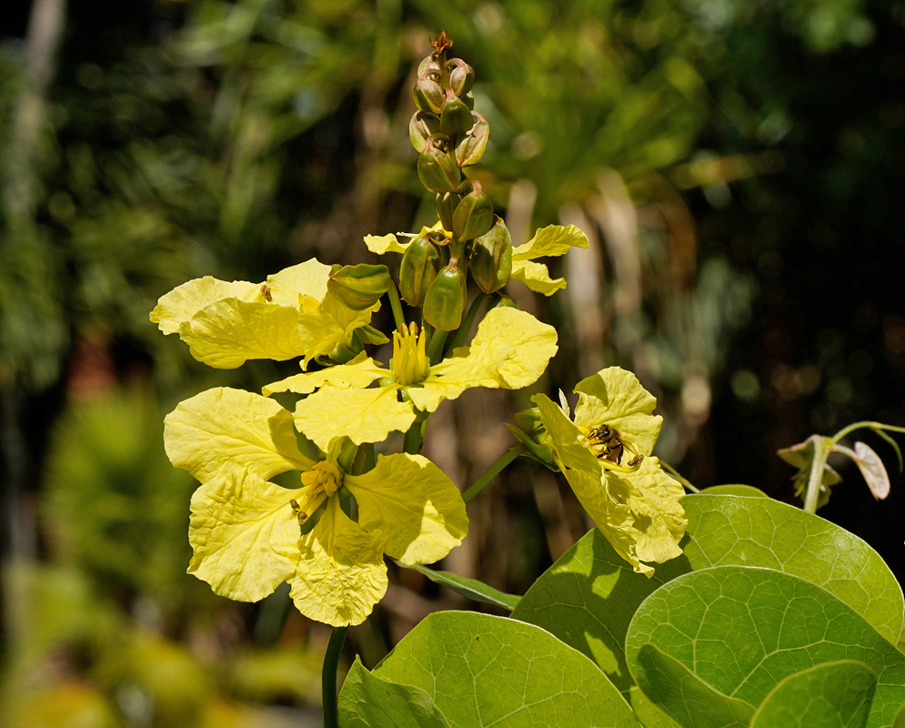Tylosema fassoglense Flower Cluster Tylosema fassoglense branch with clusters of bright yellow four-petaled flowers and elongated seed pods above leathery foliage.