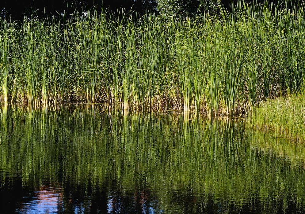 Typha domingensis dense stand of tall narrow leaves reflected along a calm wetland edge