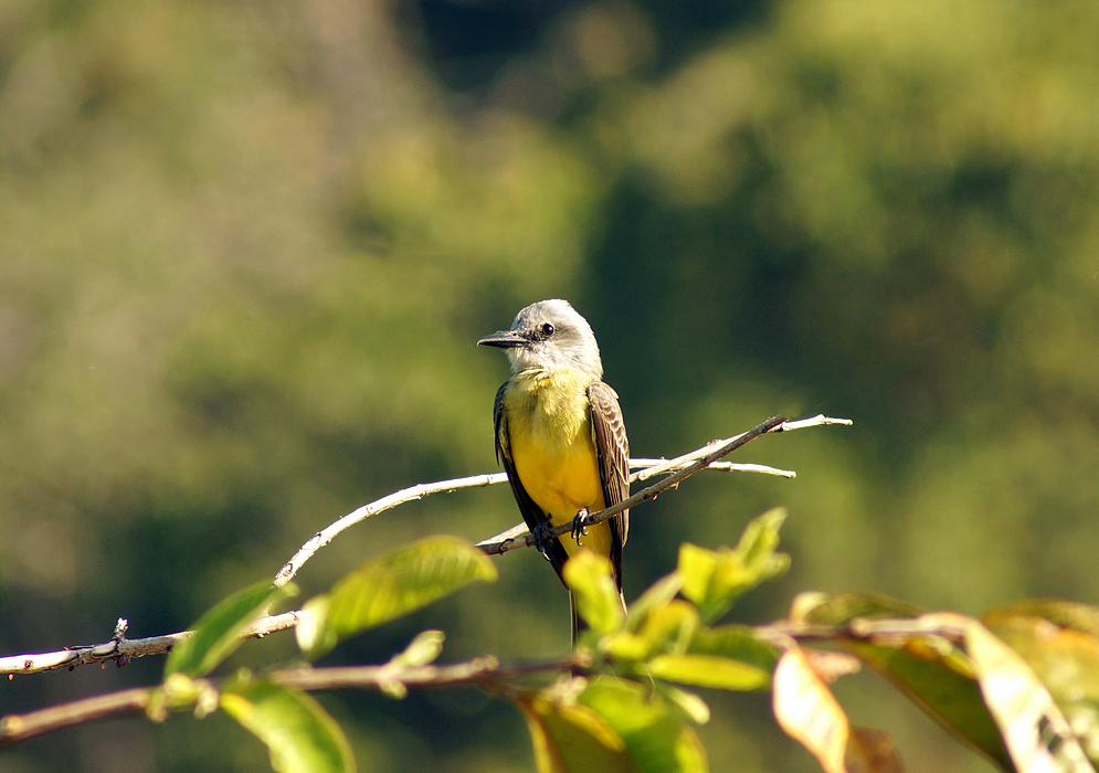 Tyrannus melancholicus Tropical Kingbird sitting under the sunlight in a small and thin tree branch