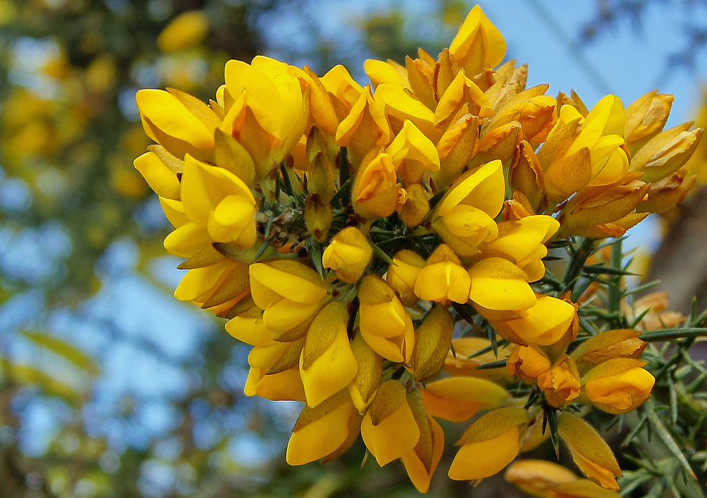 The tip of Ulex europaeus branch with a congestion of bright yellow flowers