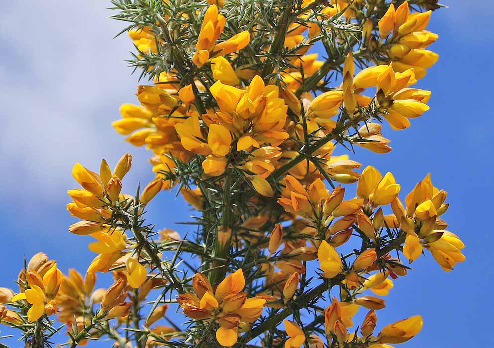 Ulex europaeu bright yellow flowers