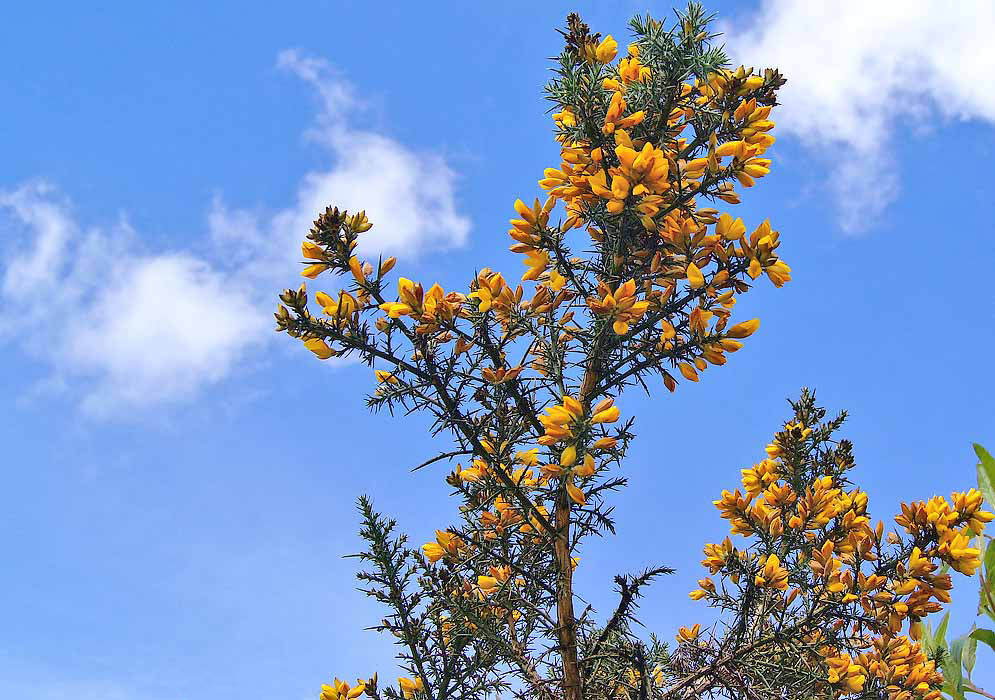 The top branches of a Ulex europaeus shrub with yellow flowers under blue sky