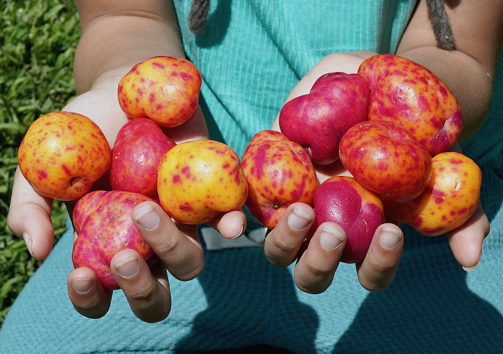 Ullucus tuberosus harvest of smooth yellow red and pink mottled Andean tubers held in two hands