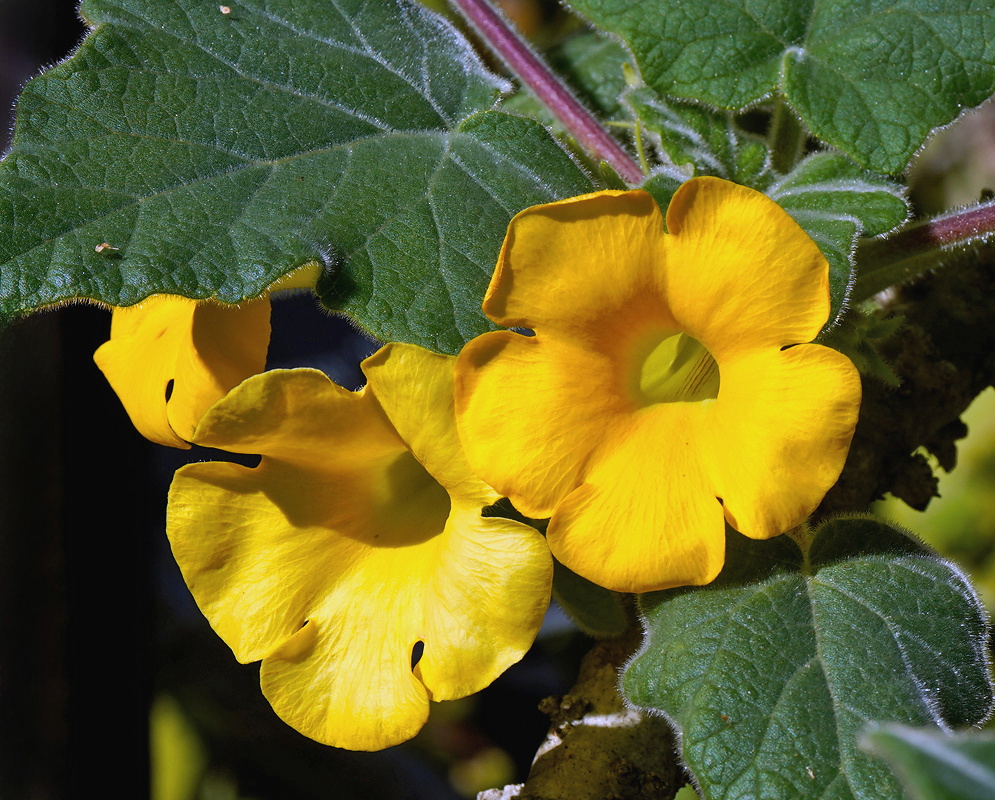 Uncarina roeoesliana pair of large golden yellow trumpet flowers beneath broad textured leaves