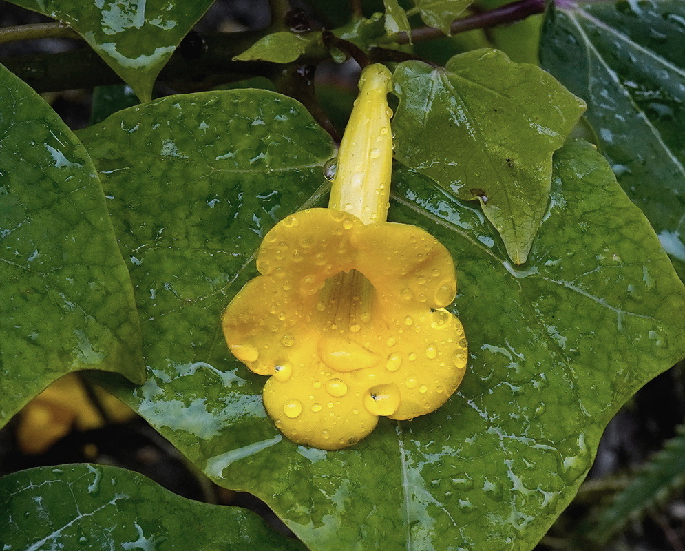 Uncarina sakalava pendent yellow trumpet flower resting against a broad rain-spattered leaf