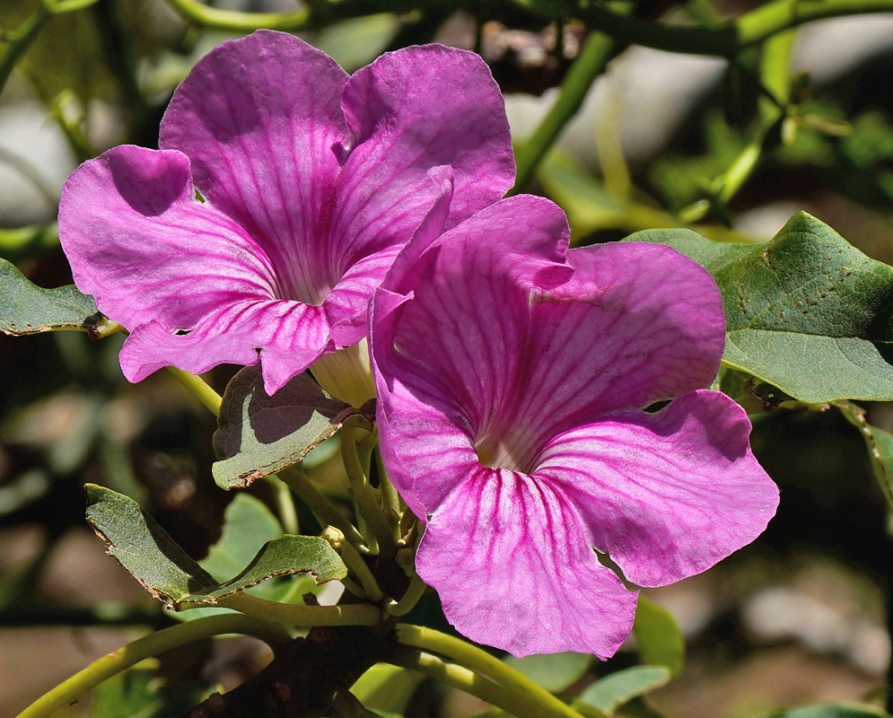 Uncarina stellulifera pair of large magenta trumpet flowers marked with darker radiating veins