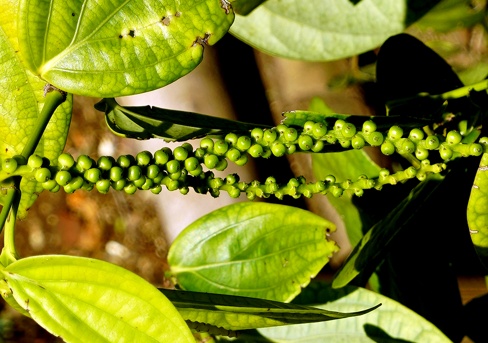 A string of Piper nigrum green pepper