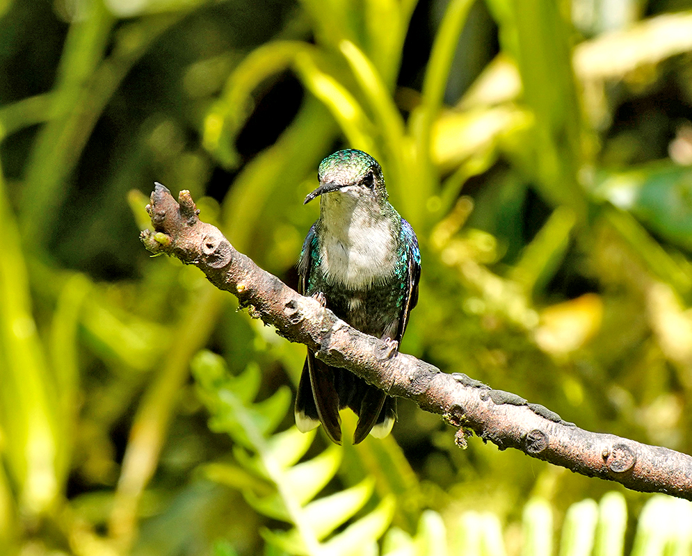 A detailed view of an Andean emerald hummingbird’s upper body and head, with glossy green plumage and dark eye stripe