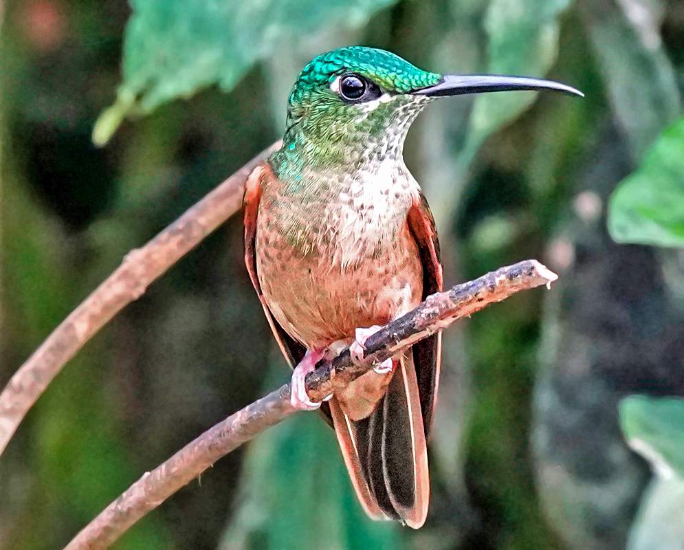 A bright green Andean emerald hummingbird seen perched in the rainforest with a blurred green background