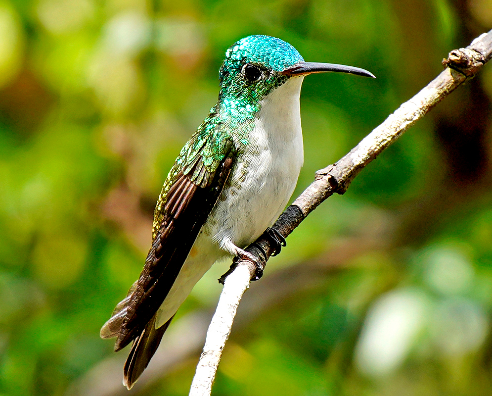 An Andean emerald hummingbird hovering in front of pink flowers while feeding, wings frozen mid-flap.
