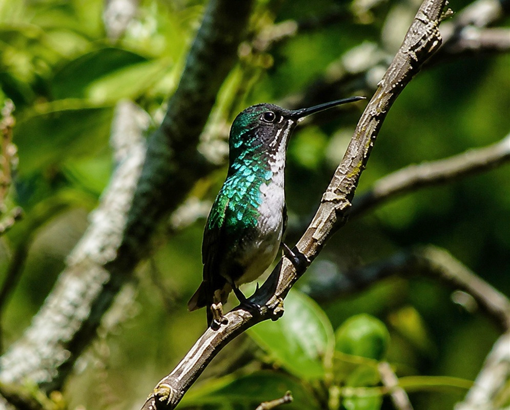 A Uranomitra franciae perched with its white breast and iridescent head plumage visible
