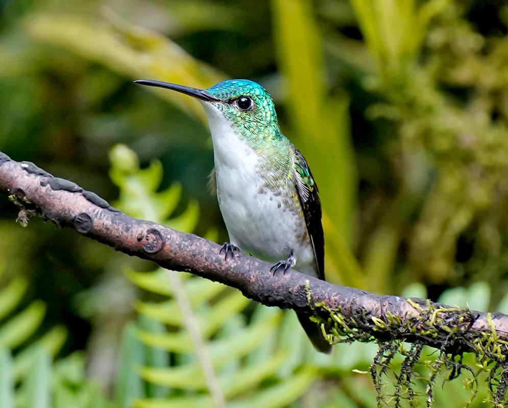 An Andean emerald hummingbird perched in profile, showing shimmering green feathers and a long, slender black bill