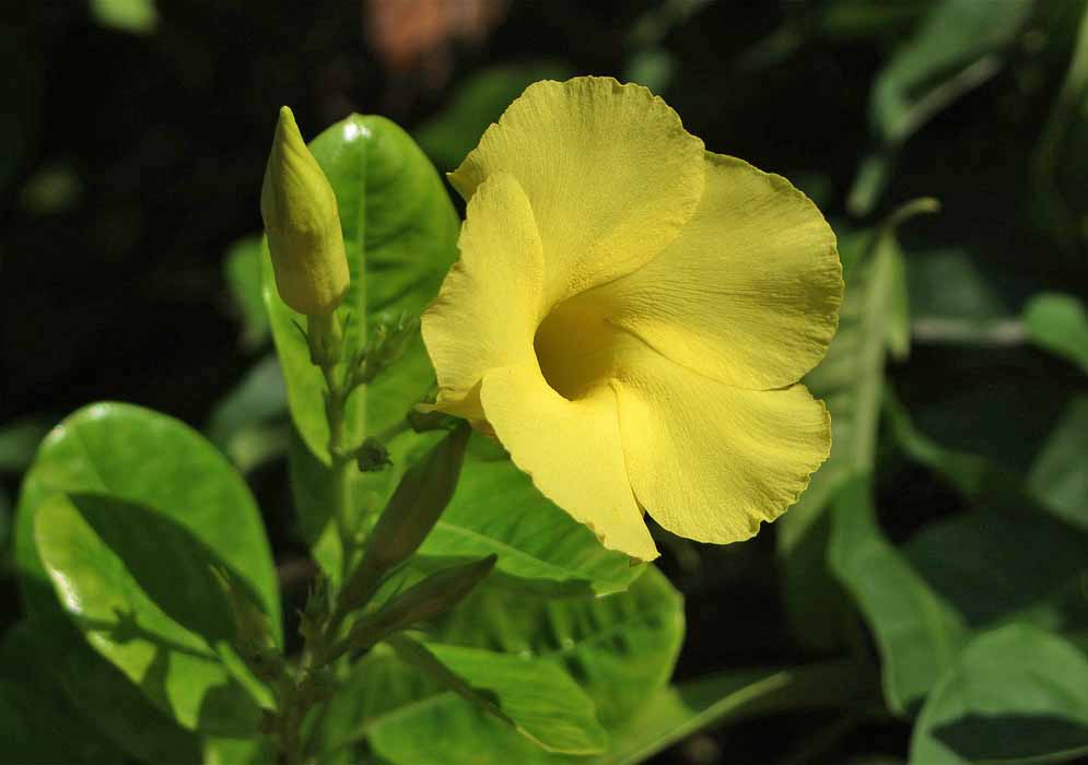 A yellow Pentalinon luteum flower next to a flower bud in sunlight