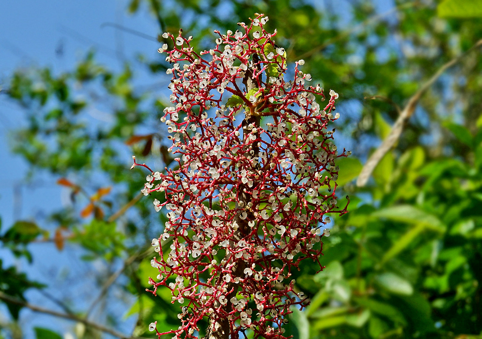 An erect Urera baccifera branch with purple-red inflorescences with white flowers under blue sky