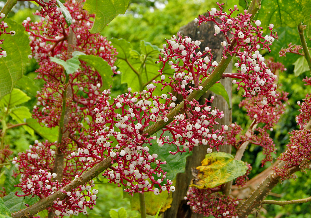 Purple-red Urera baccifera inflorescences with white flowers forming from a branch with spines 