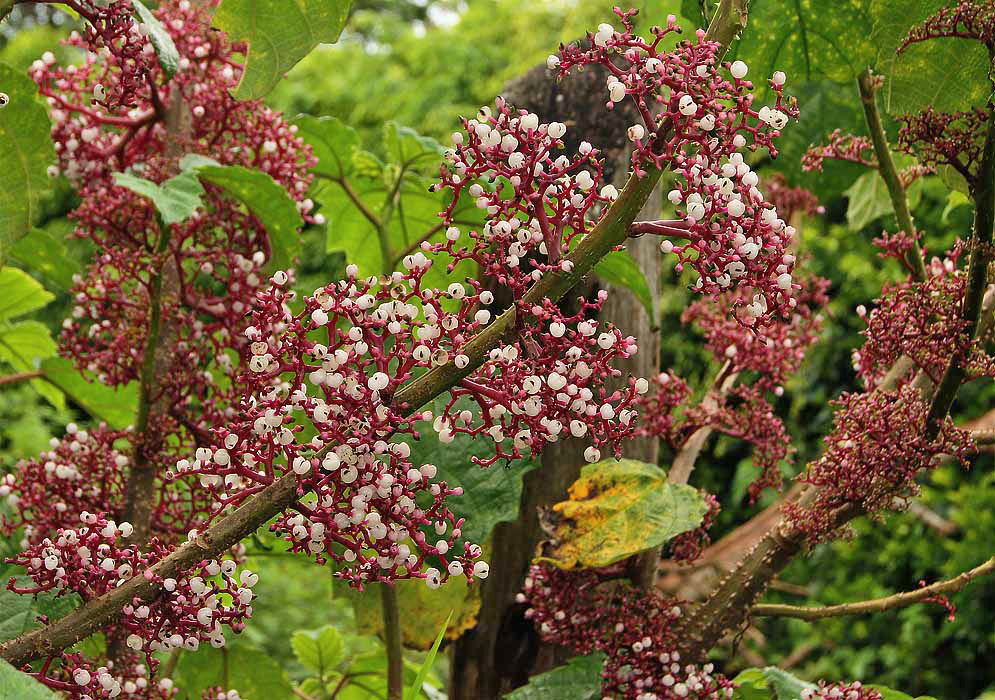 A Urera baccifer shrub with thorny branch and flowering inflorescences