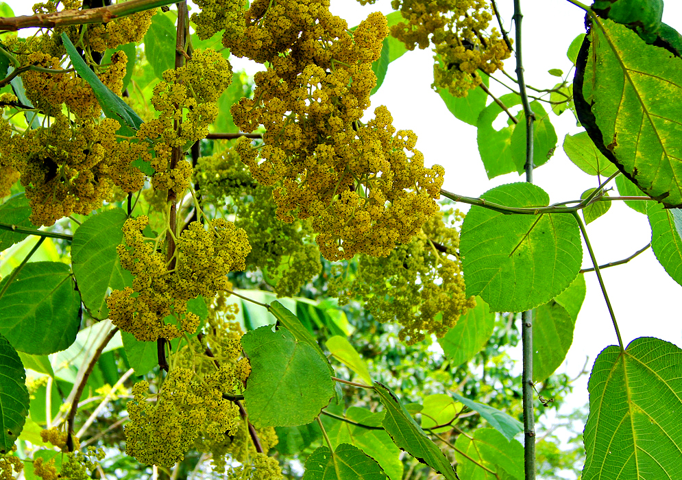 Urera caracasana inflorescences with yellow fruit