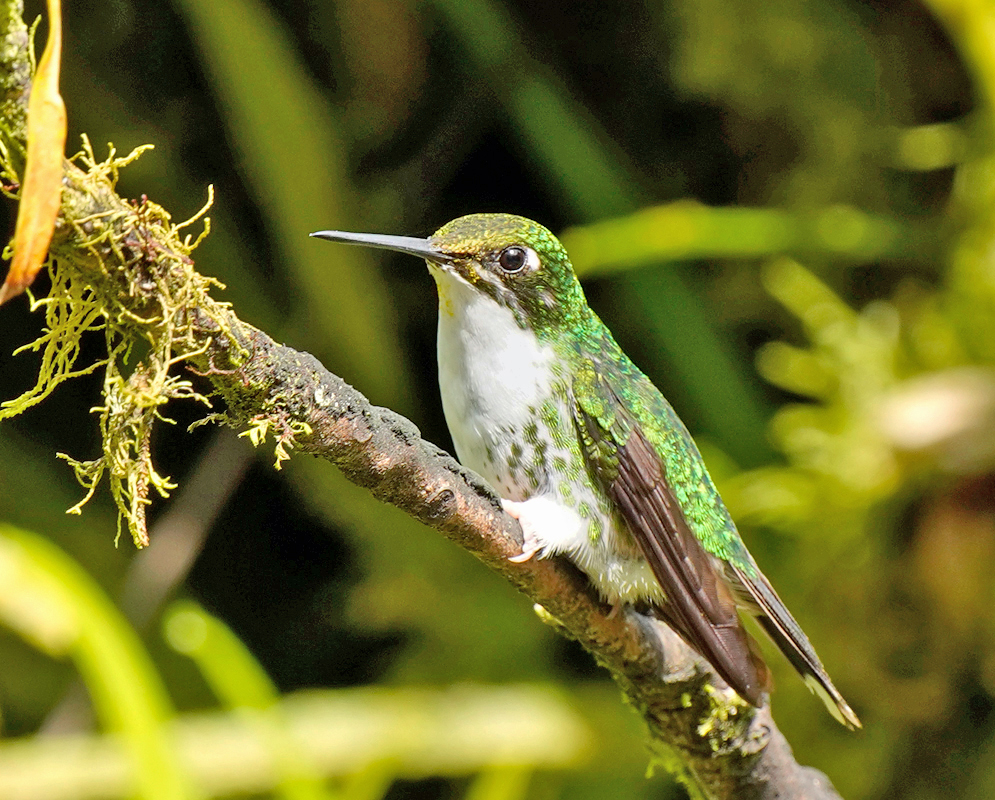 A female purple-bibbed whitetip hummingbird perched sideways on a thin branch, displaying mottled brown underparts and white tail tips
