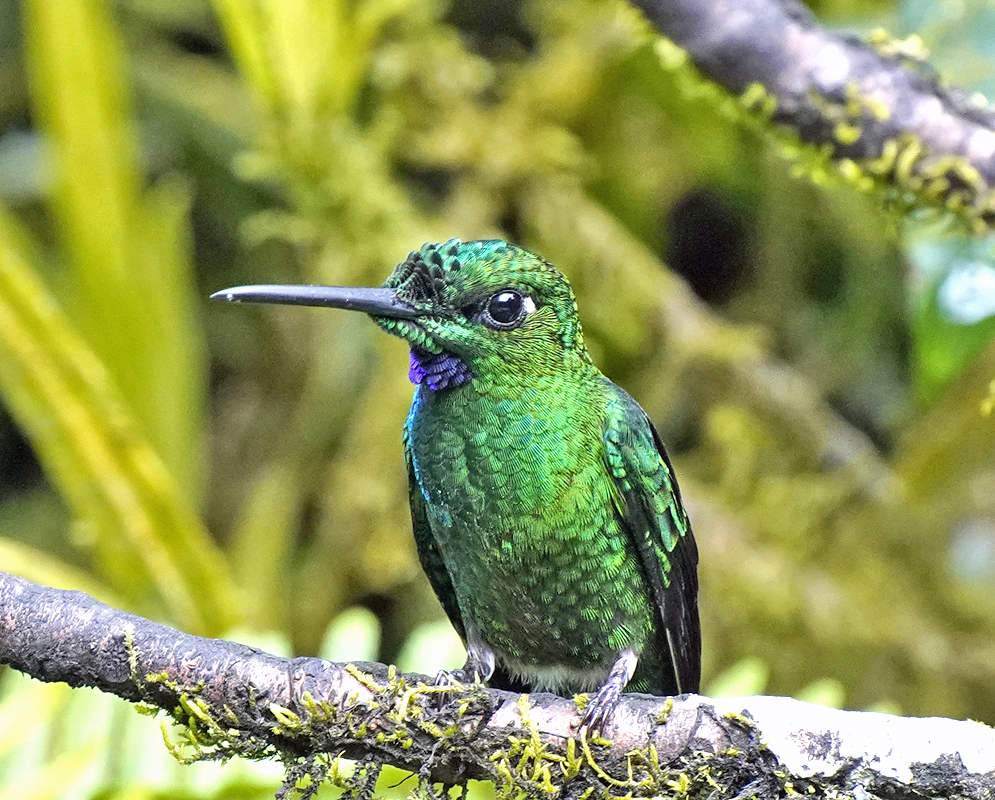 A green-bodied purple-bibbed whitetip hummingbird in profile against a blurry background, its white tail tips slightly fanned