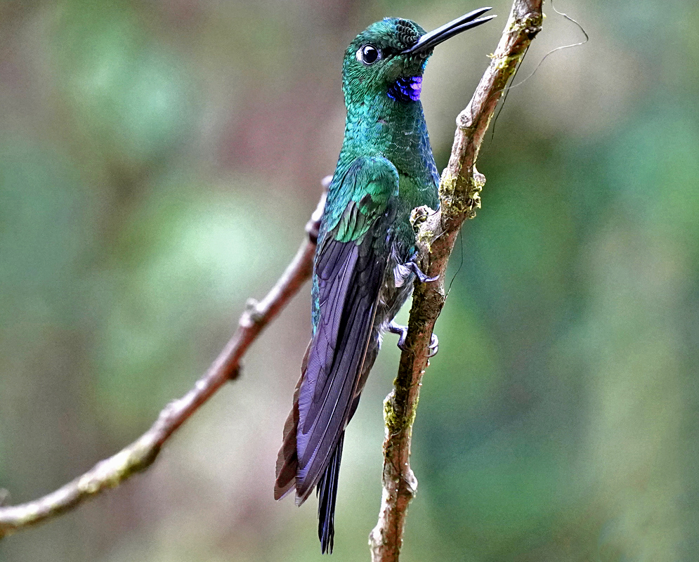 A purple-bibbed whitetip hummingbird flying mid-air with its wings blurred and bill extended, showing green upperparts and bright white tail spots