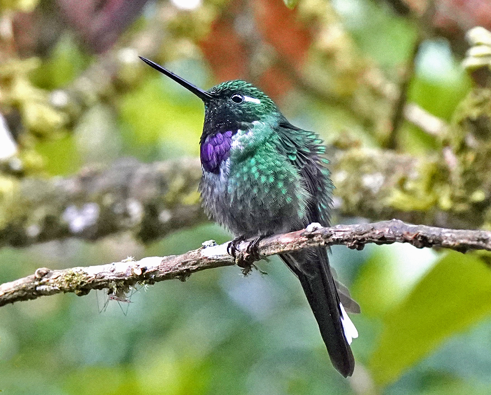 A close-up of a male purple-bibbed whitetip hummingbird facing forward with iridescent throat feathers and vivid green plumage