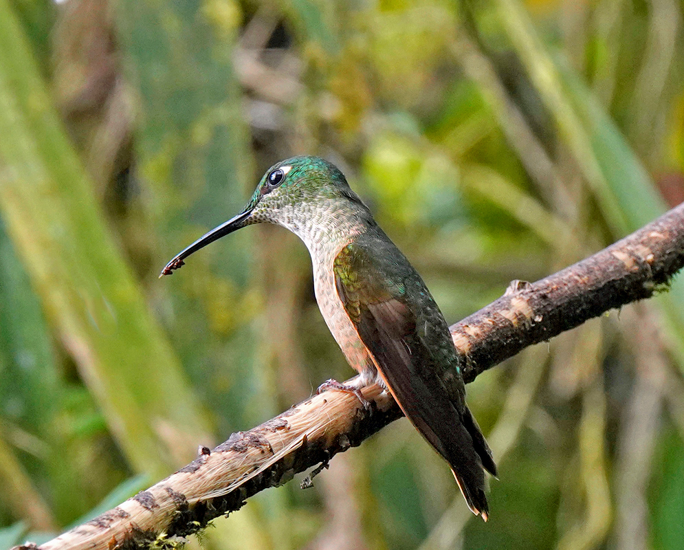 A purple-bibbed whitetip hummingbird perched on a horizontal stick in a forested area, tail hanging down with white tips visible.