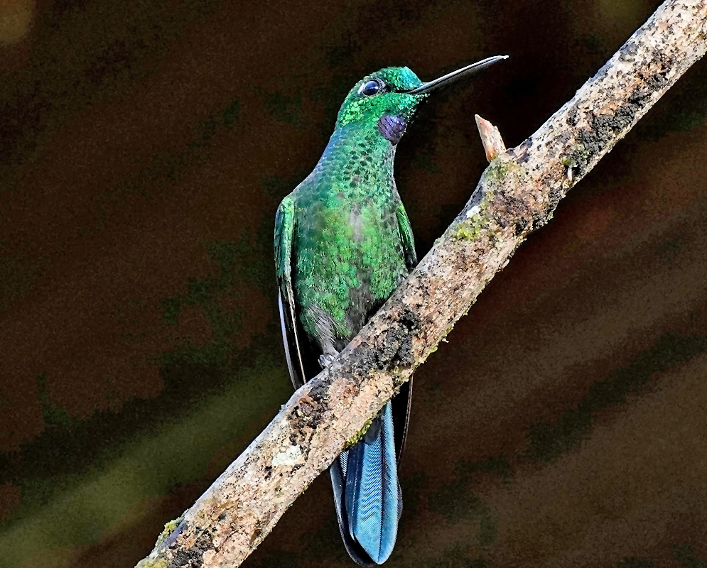 A male purple-bibbed whitetip hummingbird perched on a mossy branch, showing its iridescent green body, white-tipped tail, and purplish throat