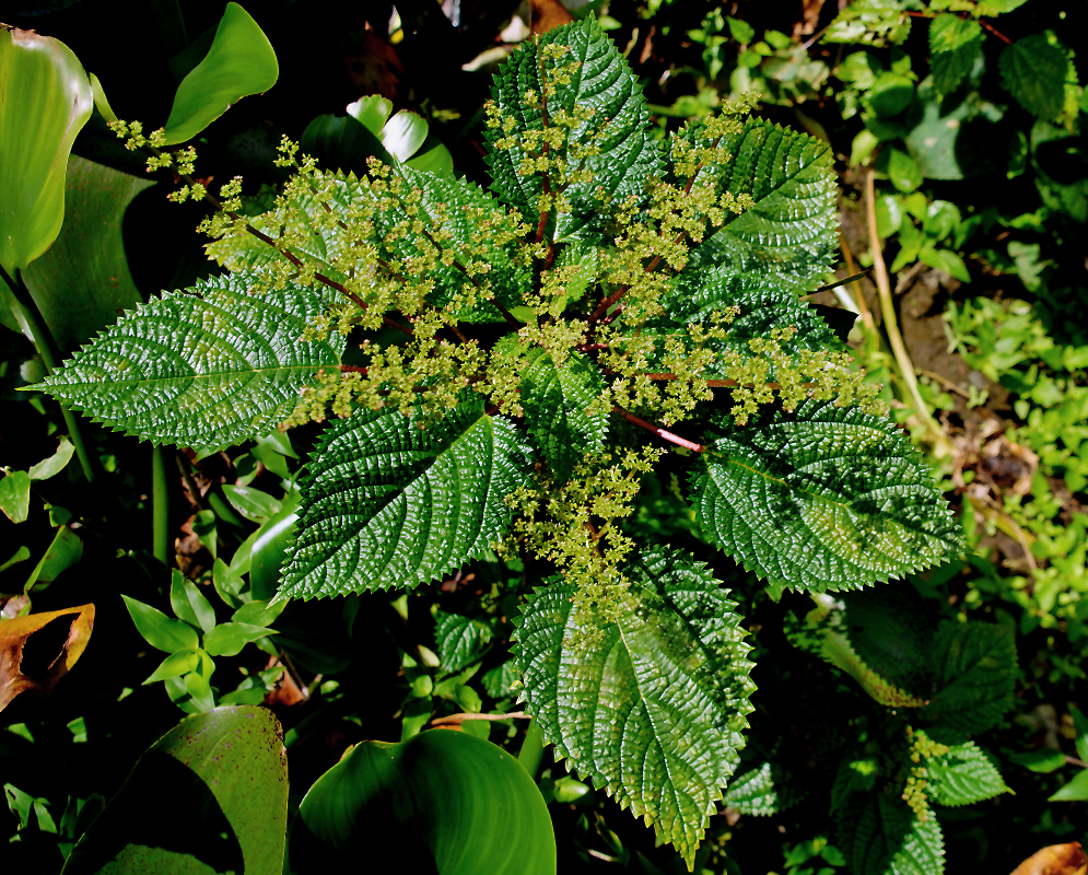 Urtica dioica yellow inflorescences