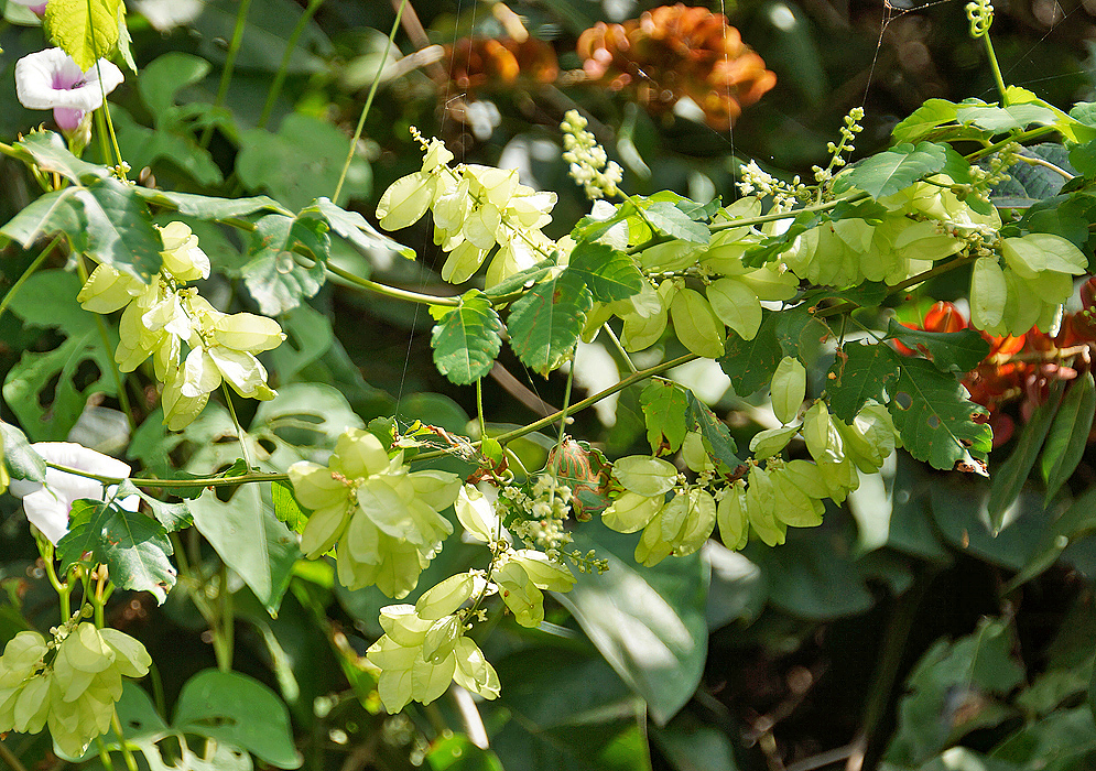 A Urvillea ulmacea vine with white inflorescences 