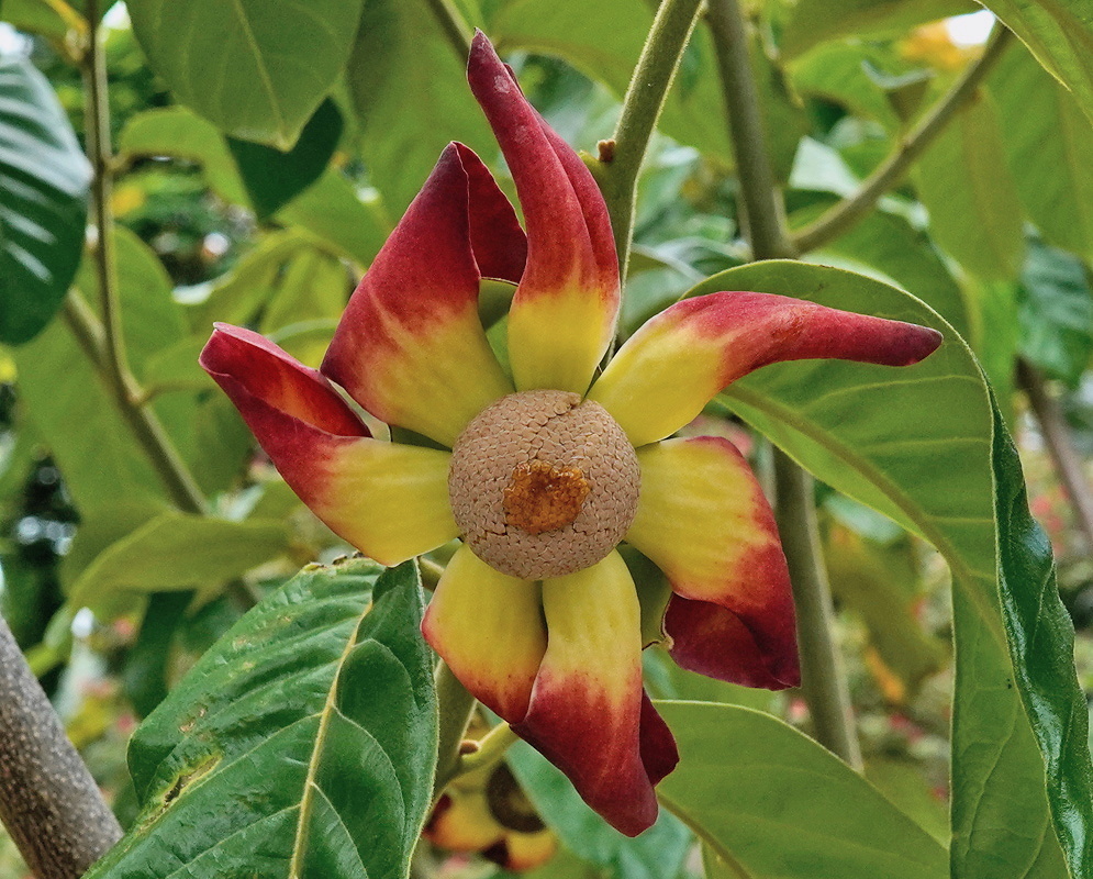 Uvaria rufa flower with thick red and yellow petals surrounding a broad textured center