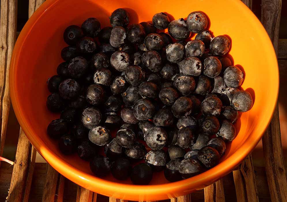 Blueberries in an orange bowl