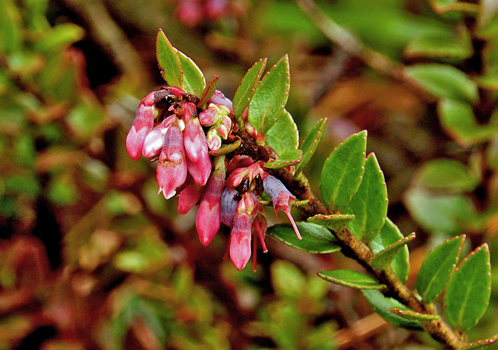 A small cluster of pink Vaccinium floribundum flower buds