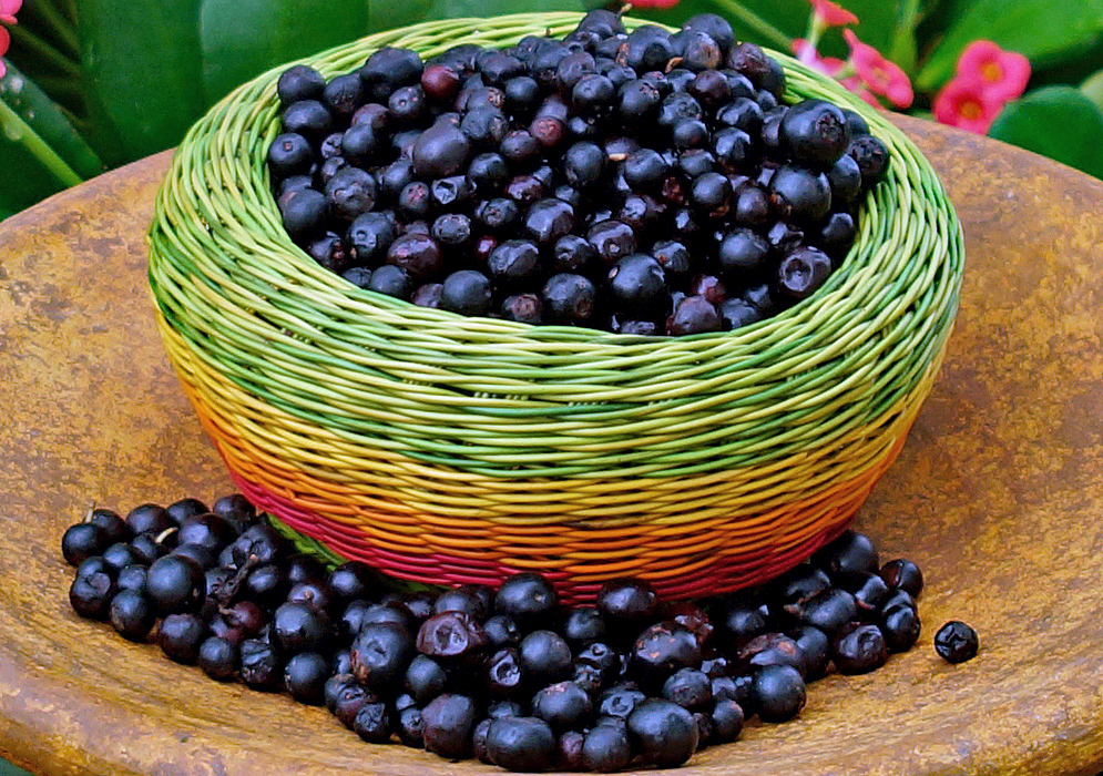 A multi-colored weaved bowl full of Vaccinium meridionale purple fruit 