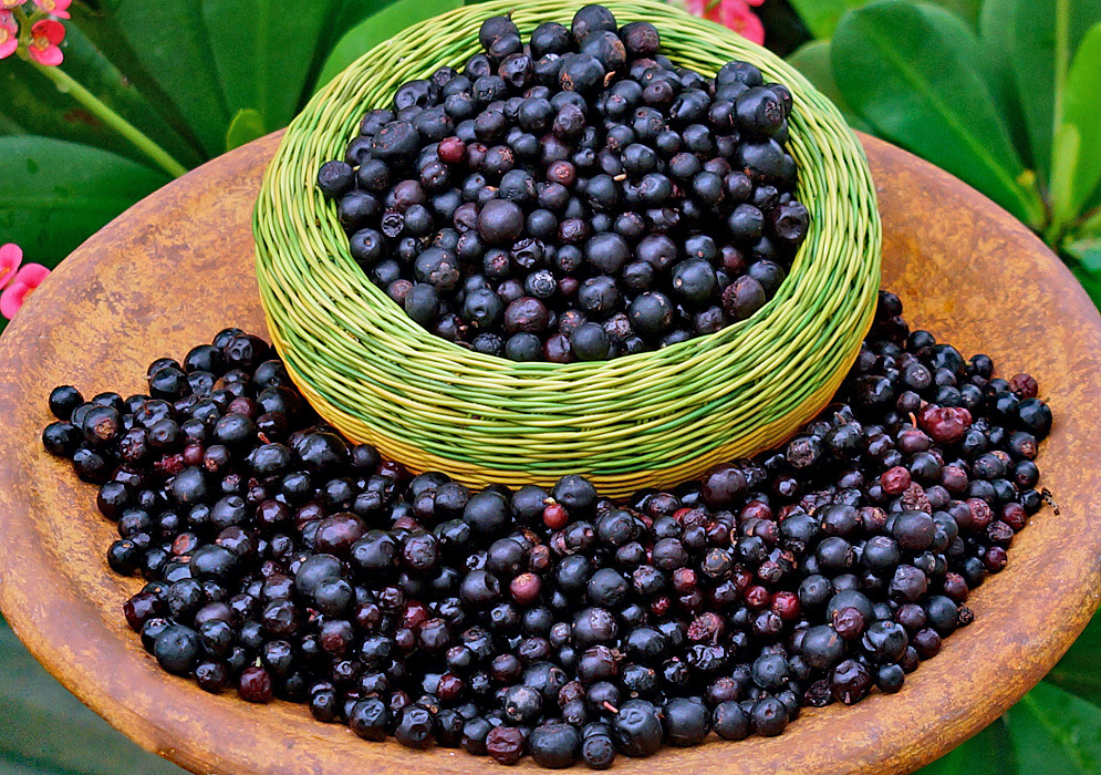 A green weaved bowl inside a golden clay bowl filled with Vaccinium meridionale purple fruit 