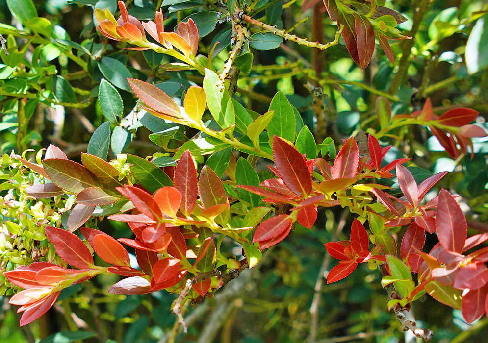 Vaccinium meridionale branches with new red leaves