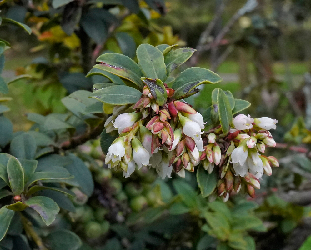White Vaccinium meridionale flowers with a touch of pink