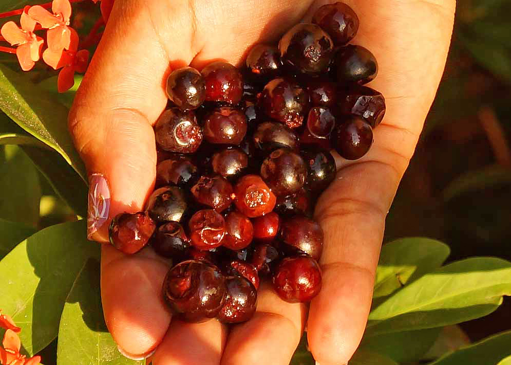 A handful of deep-red and dark-purple Vaccinium meridionale berries