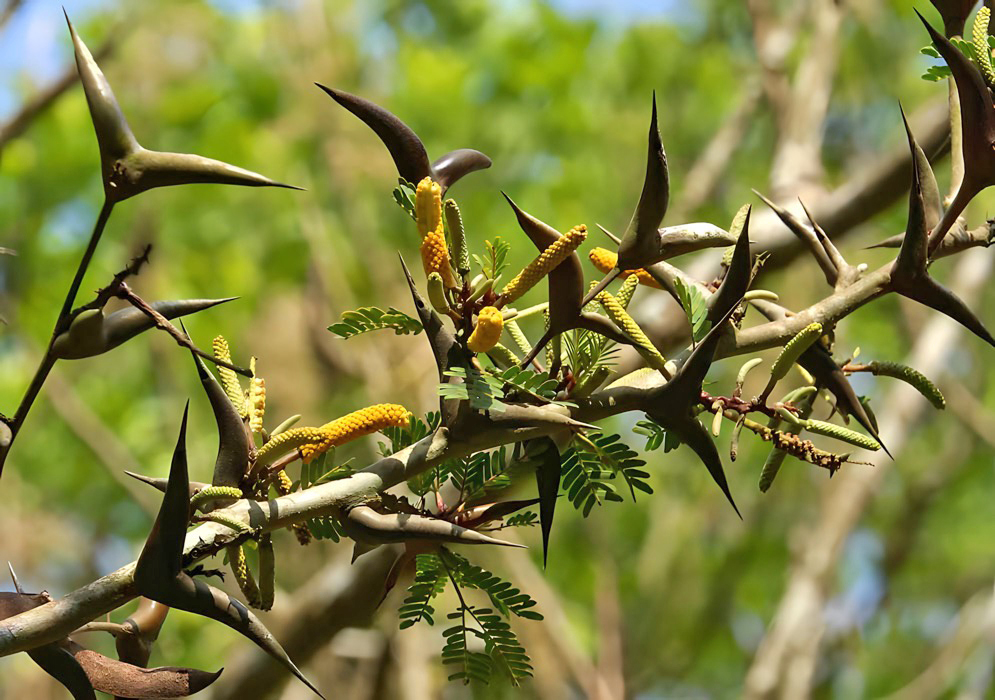 The yellow flowers and sharp brown thorns of a Vachellia cornigera tree