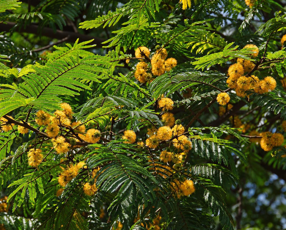 Rounded golden-yellow Vachellia farnesiana flower heads cluster among finely divided green foliage